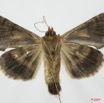 066 Heterocera (FV) Noctuidae Plusiinae Chrysodeixis acuta 7EIMG_2350WTMK.jpg