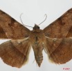 067 Heterocera (FD) Noctuidae Quadrifinae Anticarsia rubicans f 7EIMG_2378WTMK.jpg