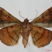068 Heterocera (FV) Noctuidae Quadrifinae Anticarsia rubicans f 7EIMG_2383WTMK.jpg