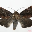 069 Heterocera (FD) Noctuidae Quadrifinae Pseudarcte sp m 7EIMG_2474WTMK.jpg