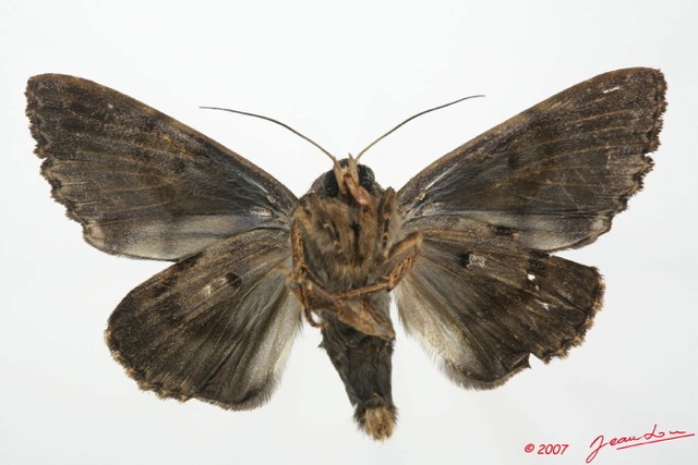070 Heterocera (FV) Noctuidae Quadrifinae Pseudarcte sp m 7EIMG_2479WTMK.jpg