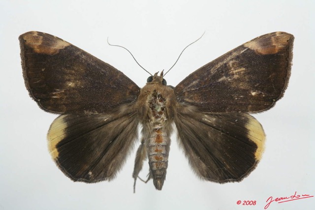 071 Heterocera (FD) Noctuidae Quadrifinae Achaea ezea 8EIMG_4181WTMK.jpg