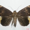 071 Heterocera (FD) Noctuidae Quadrifinae Achaea ezea 8EIMG_4181WTMK.jpg