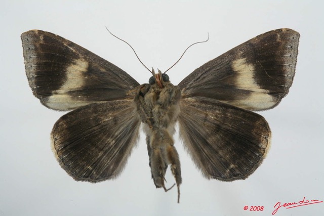 072 Heterocera (FV) Noctuidae Quadrifinae Achaea ezea 8EIMG_4187WTMK.jpg