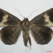 072 Heterocera (FV) Noctuidae Quadrifinae Achaea ezea 8EIMG_4187WTMK.jpg