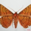 074 Heterocera (FV) Noctuidae Quadrifinae Hypopyra capensis m 8EIMG_4231WTMK.jpg