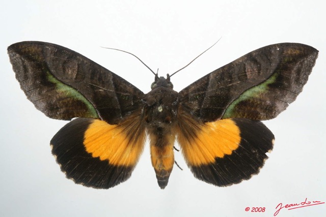 075 Heterocera (FD) Noctuidae Calpinae Eudocima divitiosa m 8EIMG_4248wtmk.jpg