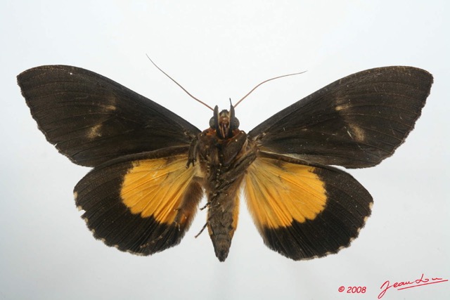 076 Heterocera (FV) Noctuidae Calpinae Eudocima divitiosa m 8EIMG_4253WTMK.jpg