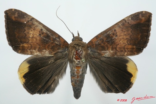 077 Heterocera (FD) Noctuidae Quadrifinae Achaea ezea m 8EIMG_15832WTMK.jpg