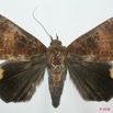 077 Heterocera (FD) Noctuidae Quadrifinae Achaea ezea m 8EIMG_15832WTMK.jpg