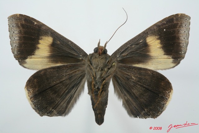 078 Heterocera (FV) Noctuidae Quadrifinae Achaea ezea m 8EIMG_15837WTMK.jpg