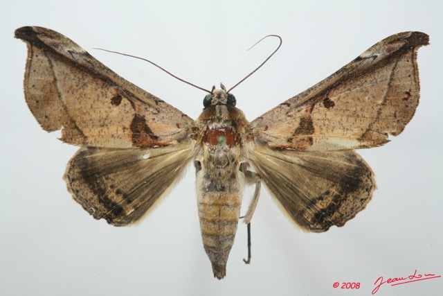 079 Heterocera (FD) Noctuidae Quadrifinae Ogovia sp 8EIMG_15878WTMK.jpg