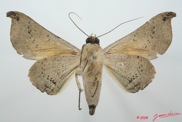 080 Heterocera (FV) Noctuidae Quadrifinae Ogovia sp 8EIMG_15886WTMK.jpg
