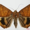 081 Heterocera (FD) Noctuidae Quadrifinae Achaea catocalina 8EIMG_17603WTMK.jpg