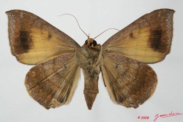 082 Heterocera (FV) Noctuidae Quadrifinae Achaea catocalina 8EIMG_17607WTMK.jpg