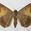082 Heterocera (FV) Noctuidae Quadrifinae Achaea catocalina 8EIMG_17607WTMK.jpg