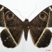 083 Heterocera (FD) Noctuidae Quadrifinae Cyligramma duplex f 8EIMG_20725WTMK.jpg