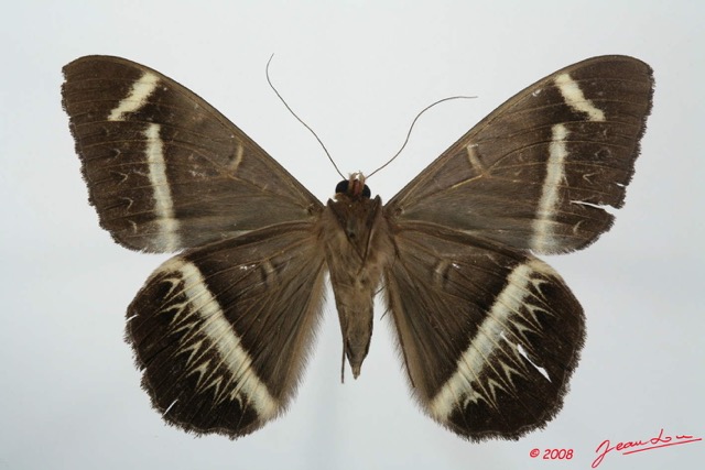 084 Heterocera (FV) Noctuidae Quadrifinae Cyligramma duplex f 8EIMG_20729WTMK.jpg