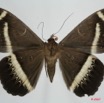 086 Heterocera (FV) Noctuidae Quadrifinae Cyligramma duplex 7EIMG_0222WTMK.jpg