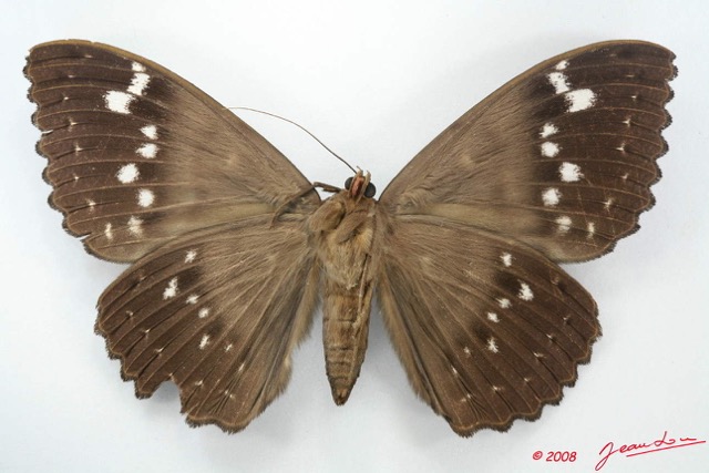 088 Heterocera (FV) Noctuidae Quadrifinae Eupatula walkeri f 8EIMG_20868WTMK.jpg