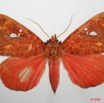 091 Heterocera (FD) Noctuidae Quadrifinae Miniodes discolor 8EIMG_20793WTMK.jpg