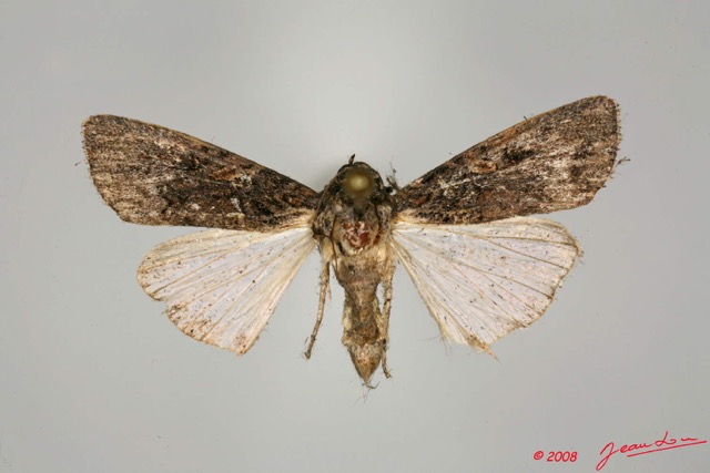 093 Heterocera (FD) Noctuidae Amphipyrinae Spodoptera sp f Ex Larvaea 10 8EIMG_20517WTMK.jpg