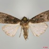 093 Heterocera (FD) Noctuidae Amphipyrinae Spodoptera sp f Ex Larvaea 10 8EIMG_20517WTMK.jpg