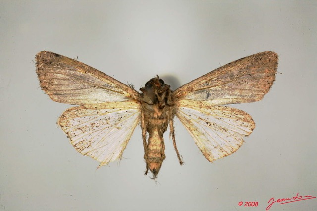 094 Heterocera (FV) Noctuidae Amphipyrinae Spodoptera sp f Ex Larvaea 10 8EIMG_20518WTMK.jpg