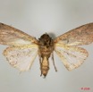 094 Heterocera (FV) Noctuidae Amphipyrinae Spodoptera sp f Ex Larvaea 10 8EIMG_20518WTMK.jpg
