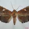 095 Heterocera (FD) Noctuidae Quadrifinae Episparis sp 8EIMG_26131WTMK.jpg