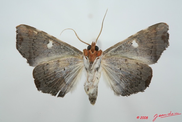 096 Heterocera (FV) Noctuidae Quadrifinae Episparis sp 8EIMG_26140WTMK.jpg