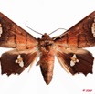 097 Heterocera (FD) Noctuidae Quadrifinae Episparis fenestrifera f 9E50IMG_31516wtmk.jpg