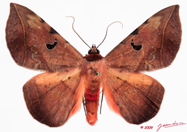 099 Heterocera (FD) Noctuidae Quadrifinae Hypopyra capensis m 9E50IMG_31549wtmk.jpg
