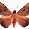 099 Heterocera (FD) Noctuidae Quadrifinae Hypopyra capensis m 9E50IMG_31549wtmk.jpg