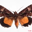 0001 Heterocera (FD) Noctuidae Quadrifinae Calpinae Eudocima phalonia f 9E50IMG_31588wtmk.jpg