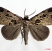 0007 Heterocera 167c (FD) Noctuidae Quadrifinae Marcipa sp m 9E5K2IMG_54349wtmk.jpg
