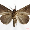 0008 Heterocera 167c (FV) Noctuidae Quadrifinae Marcipa sp m 9E5K2IMG_54353wtmk.jpg