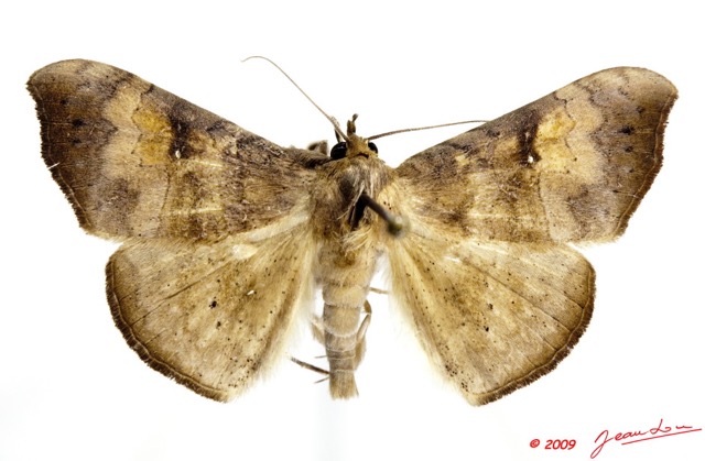 0009 Heterocera 168c (FD) Noctuidae Quadrifinae Enmonodiops ochrodiscata m 9E5K2IMG_54375wtmk.jpg