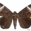 0013 Heterocera 171a (FD) Noctuidae Catocalinae Tolna versicolor 9E5K2IMG_54448wtmk.jpg