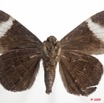 0014 Heterocera 171a (FV) Noctuidae Catocalinae Tolna versicolor 9E5K2IMG_54449wtmk.jpg