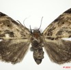 0015 Heterocera 175b (FD) Noctuidae Quadrifinae f 9E5K2IMG_57093wtmk.jpg