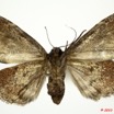 0016 Heterocera 175b (FV) Noctuidae Quadrifinae f 9E5K2IMG_57094wtmk.jpg