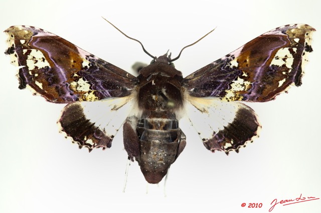 0017 Heterocera 177c (FD) Noctuidae Euteliinae Caligatus angasii 9E5K2IMG_57126wtmk.jpg
