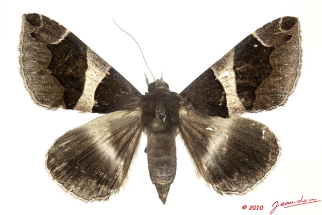 0021 Heterocera 185b (FD) Noctuidae Quadrifinae Dysgonia torrida 10E5K2IMG_59414wtmk.jpg