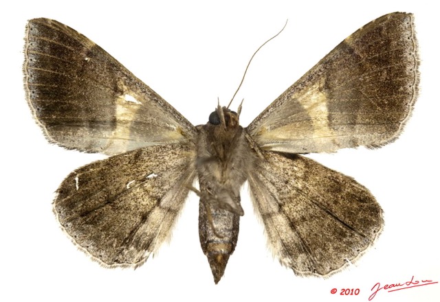 0022 Heterocera 185b (FV) Noctuidae Quadrifinae Dysgonia torrida 10E5K2IMG_59416wtmk.jpg