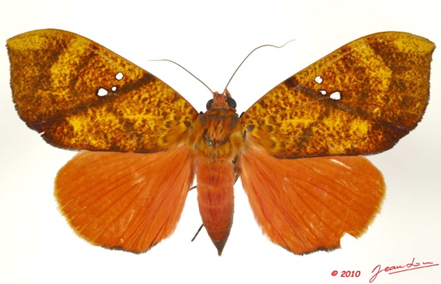 0023 Heterocera 187c (FD) Noctuidae Quadrifinae Miniodes discolor 10E5K2IMG_61522wtmk.jpg