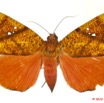 0023 Heterocera 187c (FD) Noctuidae Quadrifinae Miniodes discolor 10E5K2IMG_61522wtmk.jpg