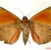 0024 Heterocera 187c (FV) Noctuidae Quadrifinae Miniodes discolor 10E5K2IMG_61523wtmk.jpg