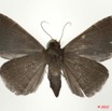 0026 Heterocera 188c (FV) Noctuidae Catocalinae Dysgonia conjunctura Walker F 10E5K2IMG_64247wtmk.jpg