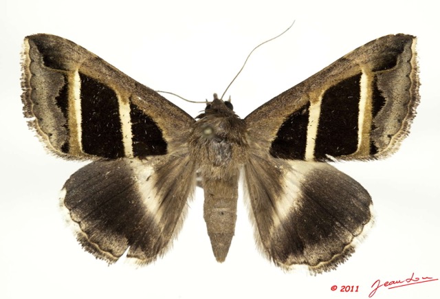 0027 Heterocera 195b (FD) Noctuidae Grammodes bifaciata 11E5K2IMG_68665wtmk.jpg